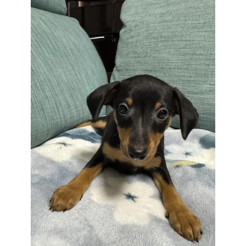 販売中の岡山県のミニチュアピンシャー(ミニピン)-454921の4枚目