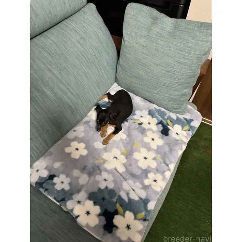 販売中の岡山県のミニチュアピンシャー(ミニピン)-454921の3枚目