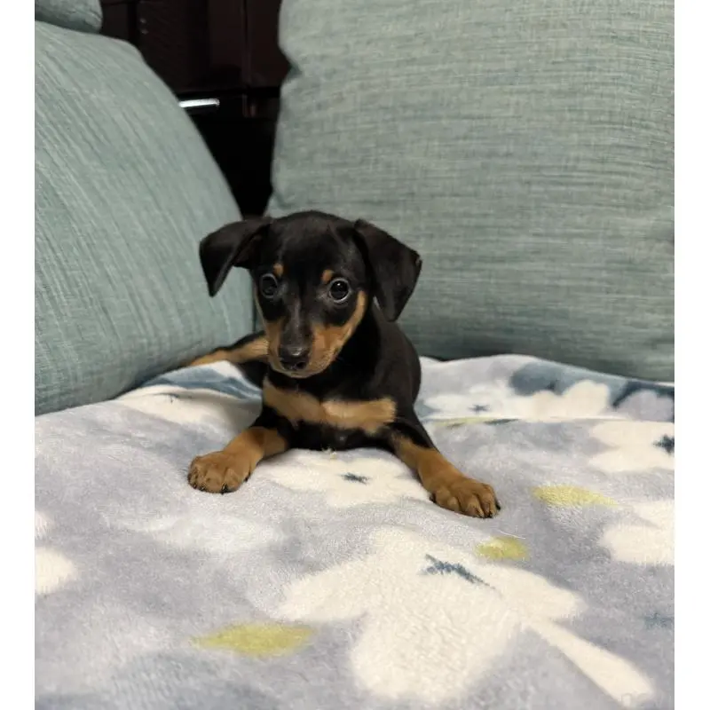 販売中の岡山県のミニチュアピンシャー(ミニピン)-454921の2枚目