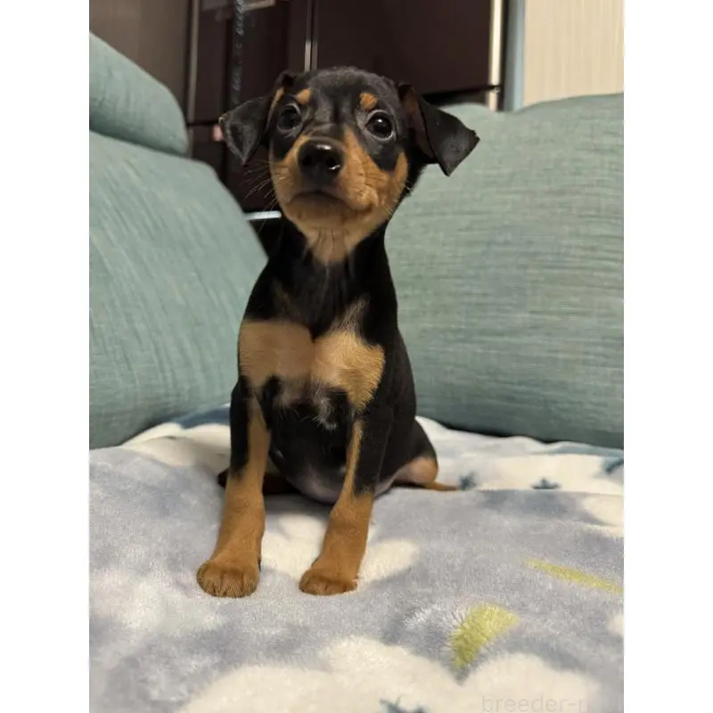 販売中の岡山県のミニチュアピンシャー(ミニピン)-454923の14枚目