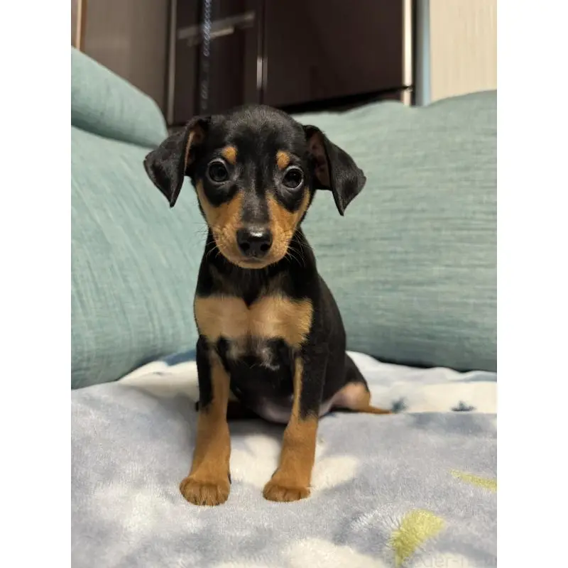 販売中の岡山県のミニチュアピンシャー(ミニピン)-454923の13枚目