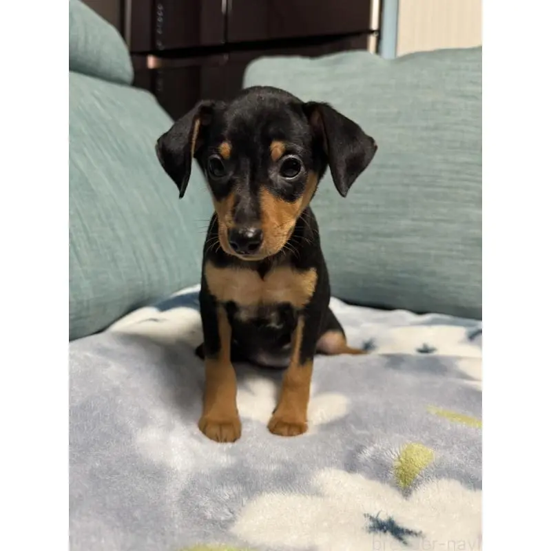 販売中の岡山県のミニチュアピンシャー(ミニピン)-454923の12枚目