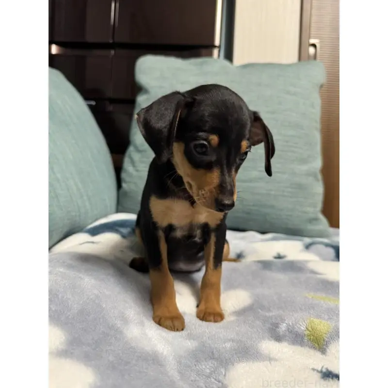 販売中の岡山県のミニチュアピンシャー(ミニピン)-454923の11枚目