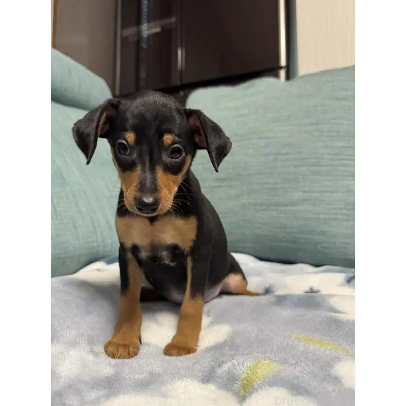 販売中の岡山県のミニチュアピンシャー(ミニピン)-454923の10枚目