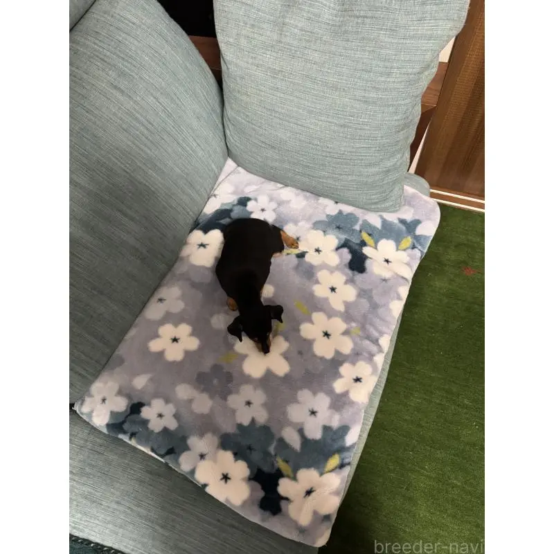 販売中の岡山県のミニチュアピンシャー(ミニピン)-454923の9枚目