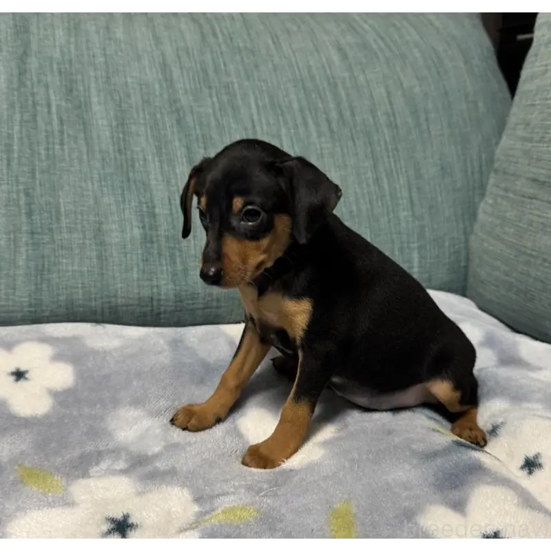 販売中の岡山県のミニチュアピンシャー(ミニピン)-454923の8枚目