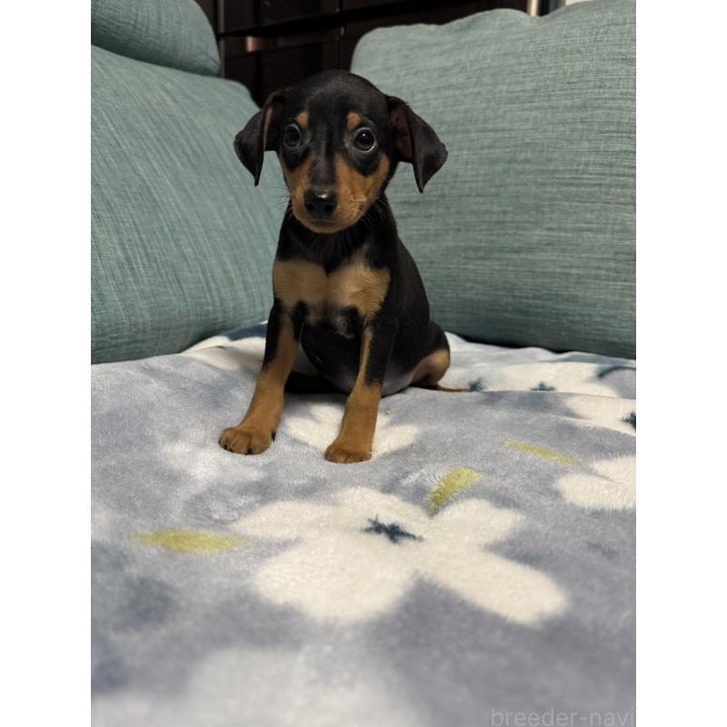 販売中の岡山県のミニチュアピンシャー(ミニピン)-454923の7枚目