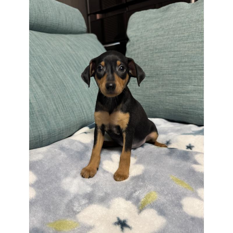 販売中の岡山県のミニチュアピンシャー(ミニピン)-454923の6枚目