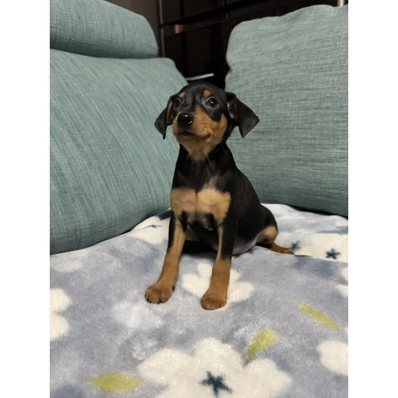 販売中の岡山県のミニチュアピンシャー(ミニピン)-454923の5枚目