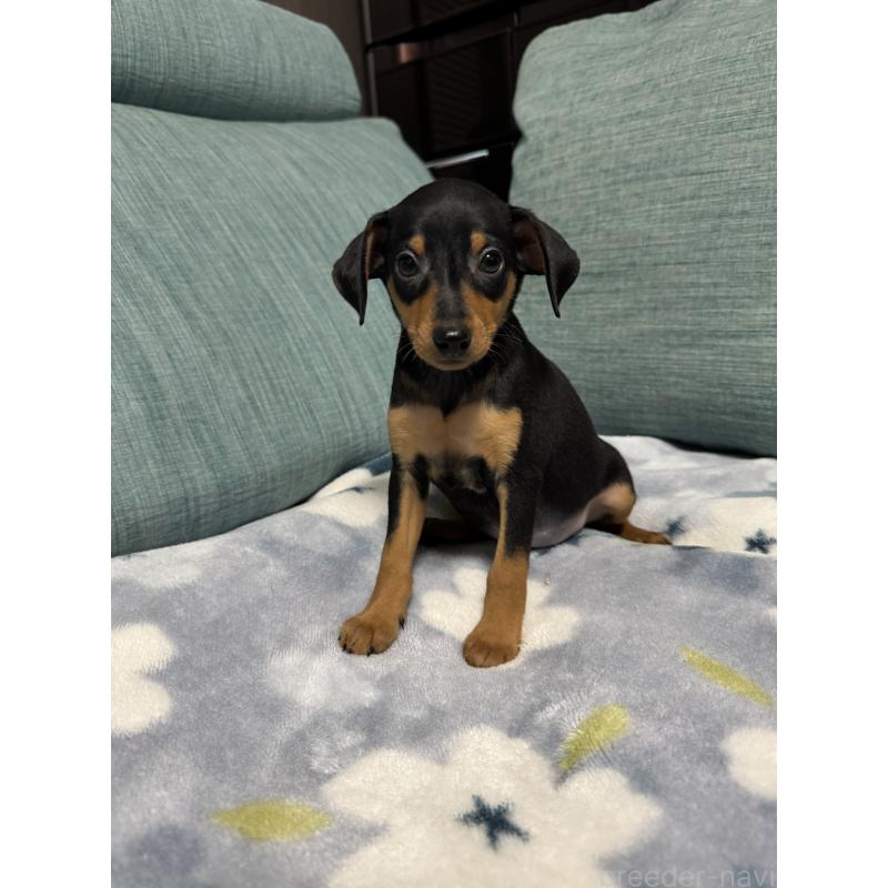 販売中の岡山県のミニチュアピンシャー(ミニピン)-454923の4枚目