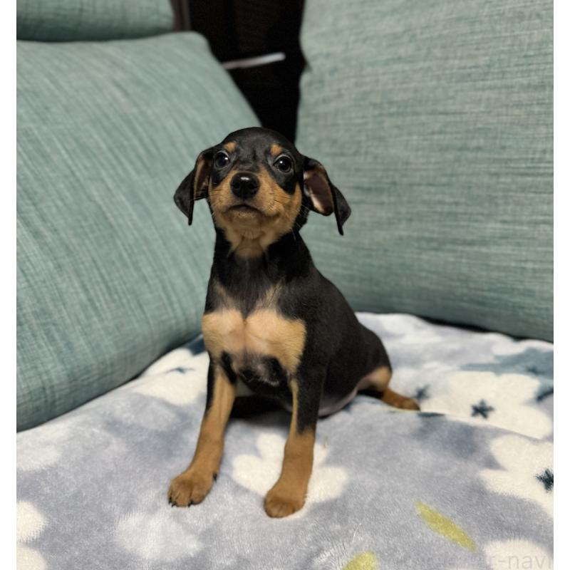 販売中の岡山県のミニチュアピンシャー(ミニピン)-454923の3枚目