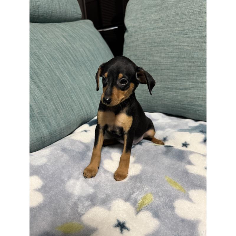 販売中の岡山県のミニチュアピンシャー(ミニピン)-454923の2枚目