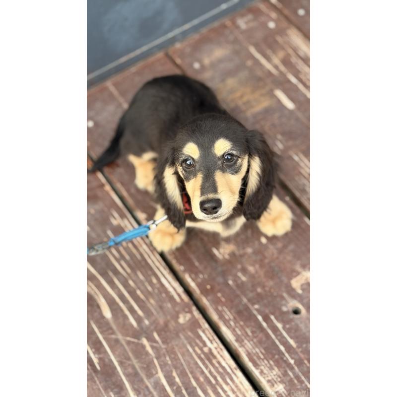 販売中の山口県のミニチュアダックスフンド(ロングヘアード)-445461の6枚目