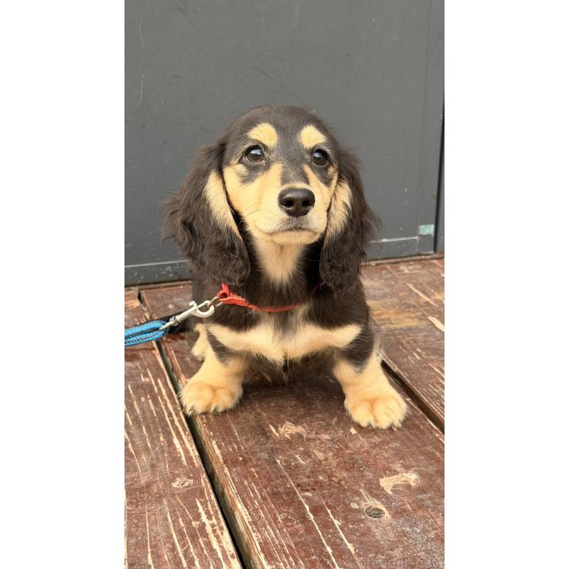 販売中の山口県のミニチュアダックスフンド(ロングヘアード)-445461の5枚目