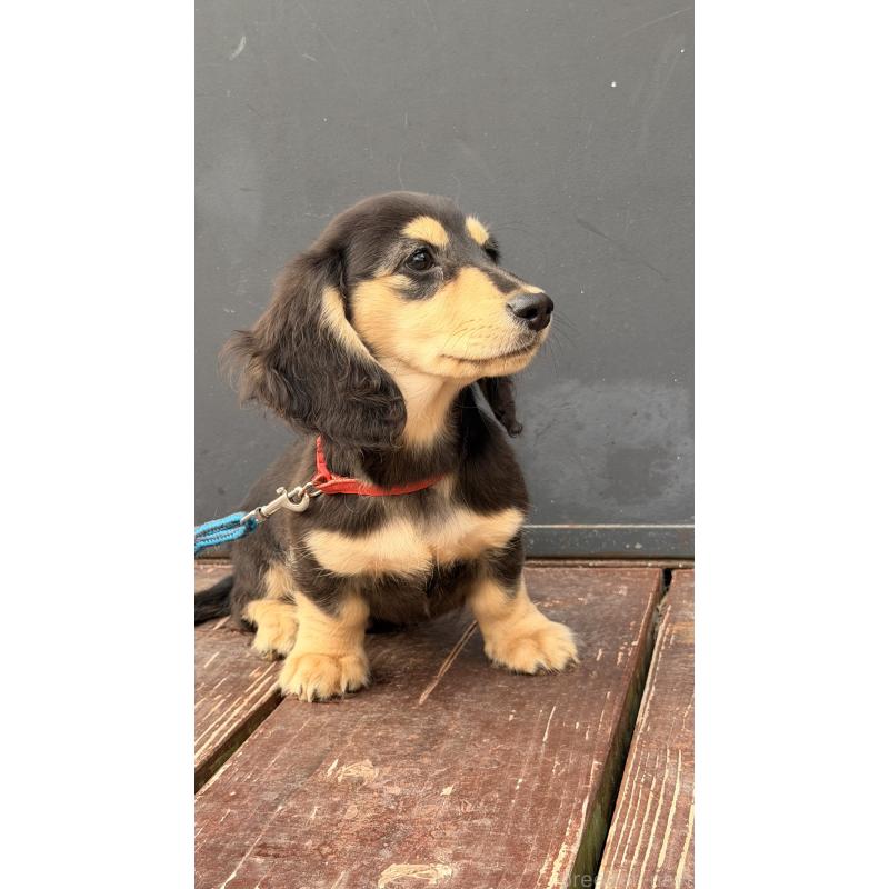 販売中の山口県のミニチュアダックスフンド(ロングヘアード)-445461の3枚目