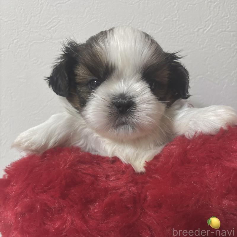 販売中の岐阜県のシーズー-453435