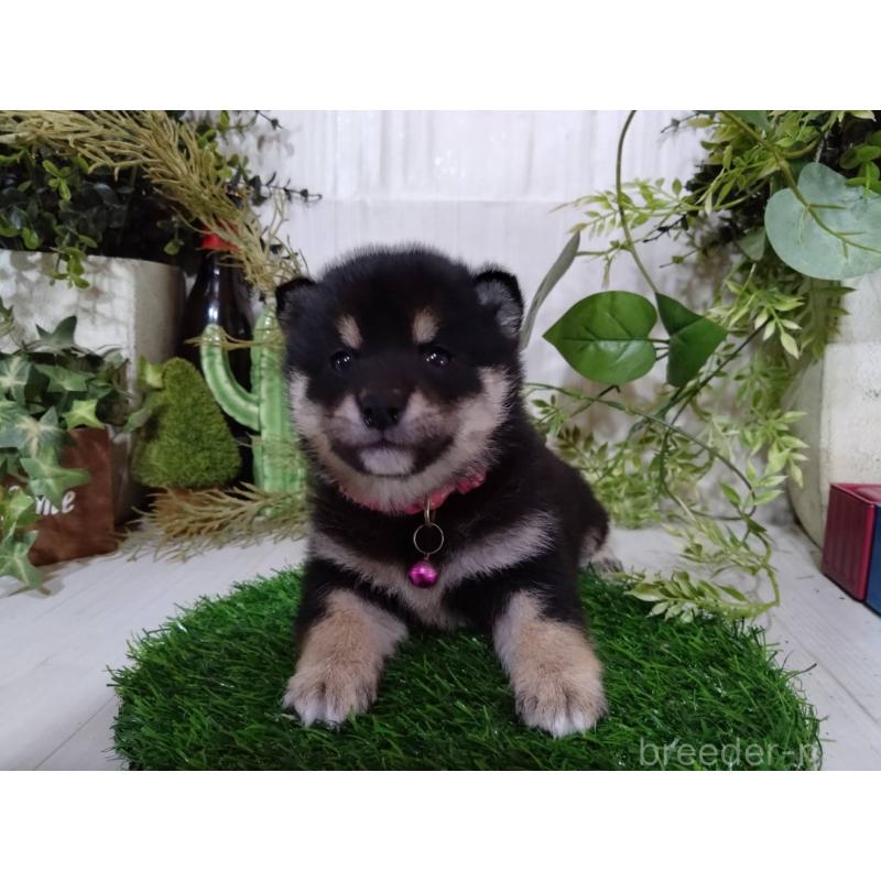 販売中の三重県の豆柴-454927の7枚目