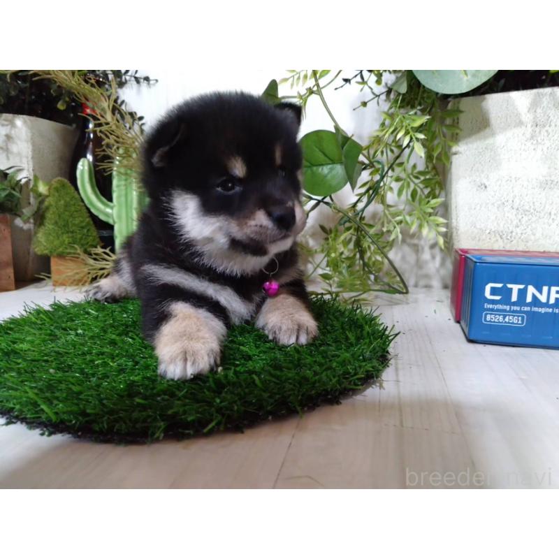 販売中の三重県の豆柴-454927の6枚目