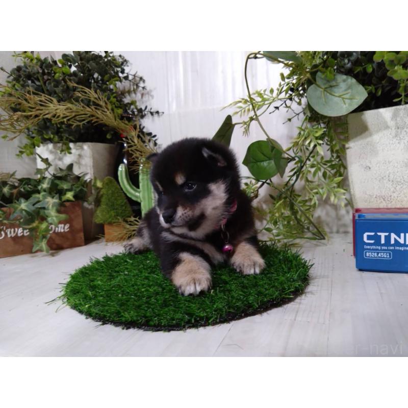 販売中の三重県の豆柴-454927の5枚目