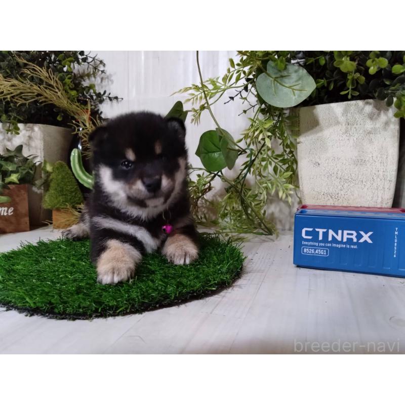 販売中の三重県の豆柴-454927の4枚目