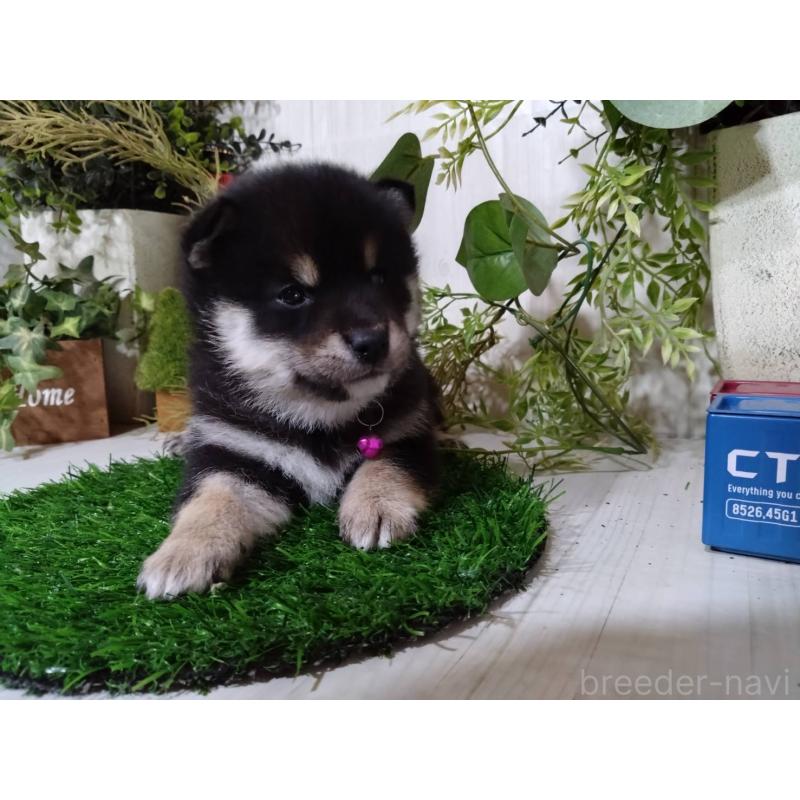 販売中の三重県の豆柴-454927の3枚目