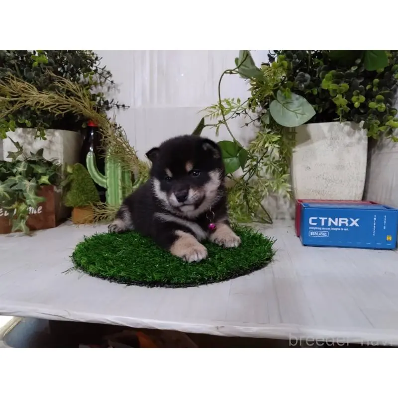 販売中の三重県の豆柴-454927