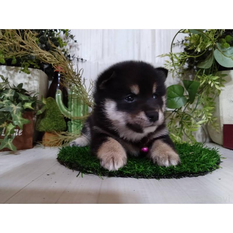 販売中の三重県の豆柴-454927の2枚目