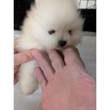 ♀︎ポメラニアン