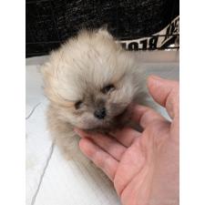 ♀︎ポメラニアン