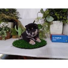 オンライン見学