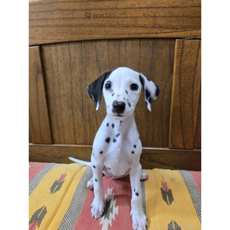 販売中の大阪府のダルメシアン-447359