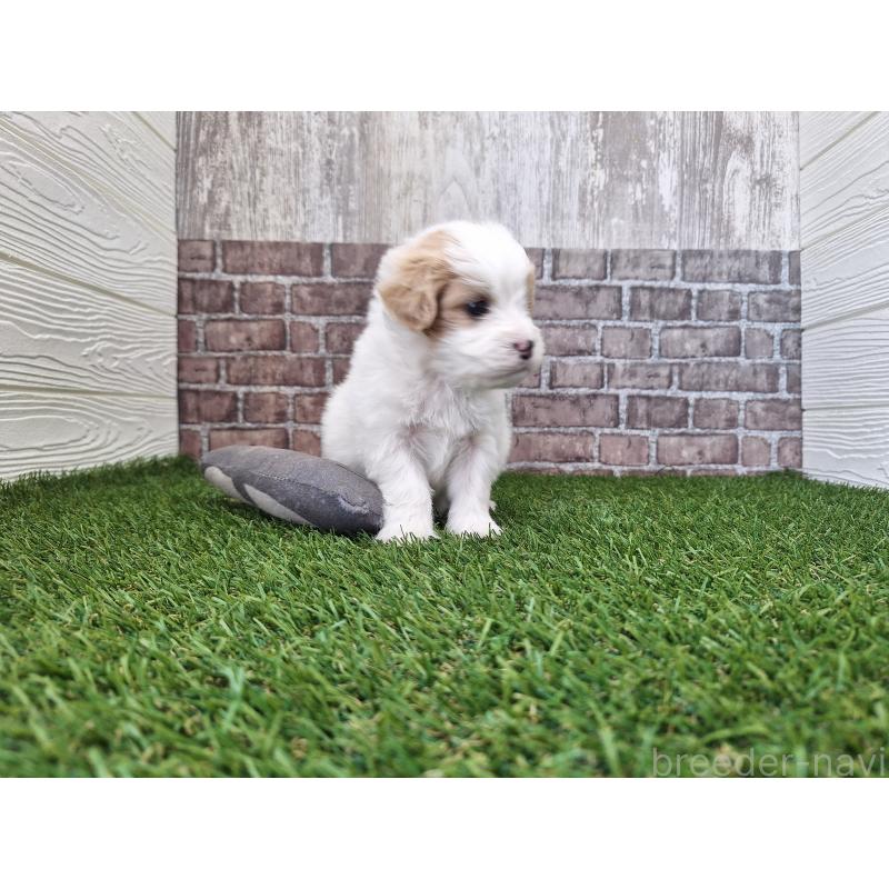 販売中の三重県のミックス犬-454930の7枚目