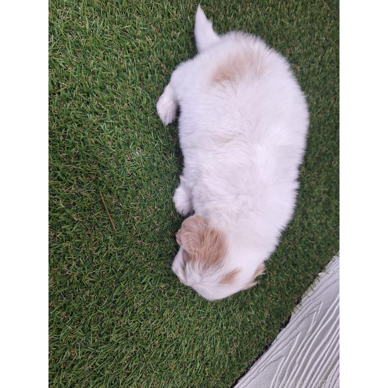 販売中の三重県のミックス犬-454930の5枚目