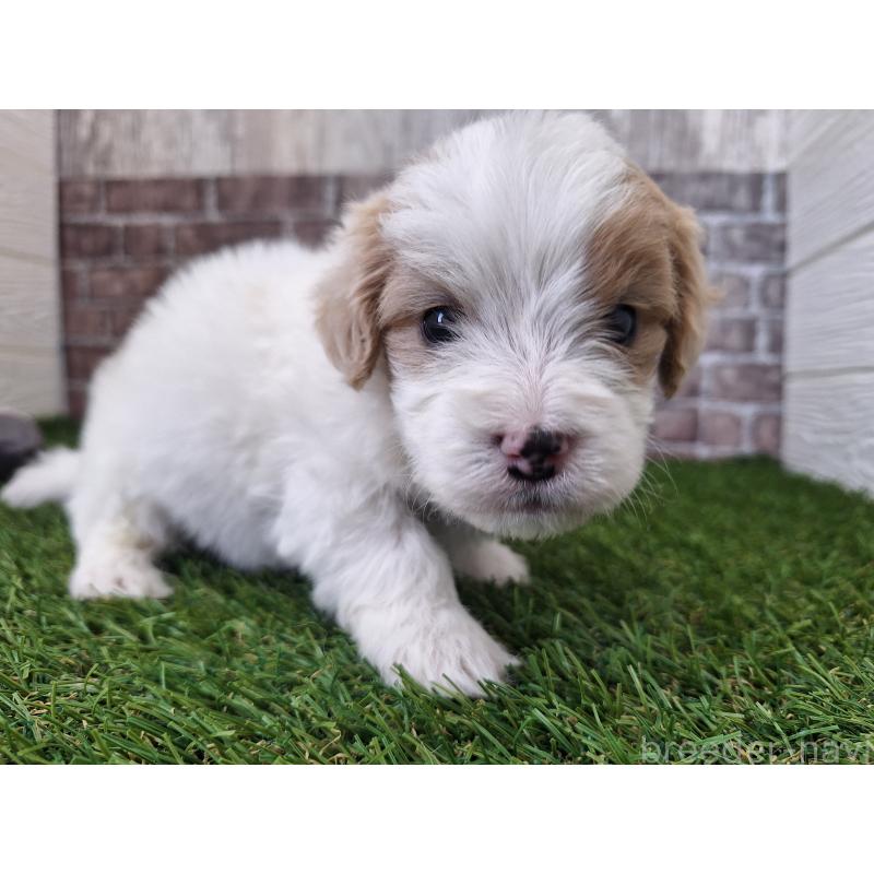 販売中の三重県のミックス犬-454930の4枚目