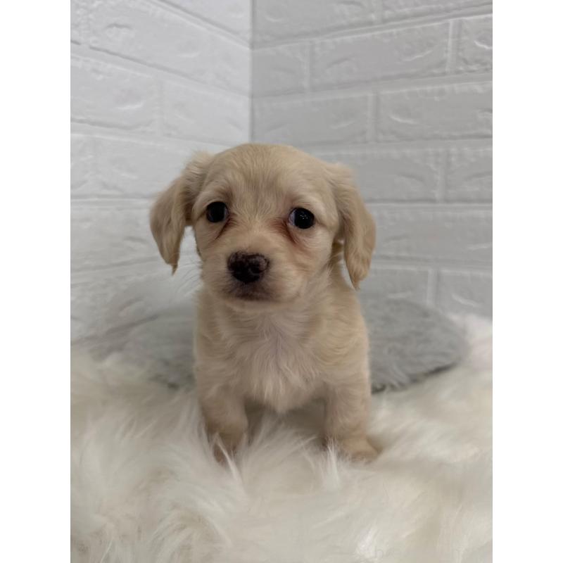 販売中の東京都のチワックス:チワワ×ミニチュアダックスフンド-454928の5枚目