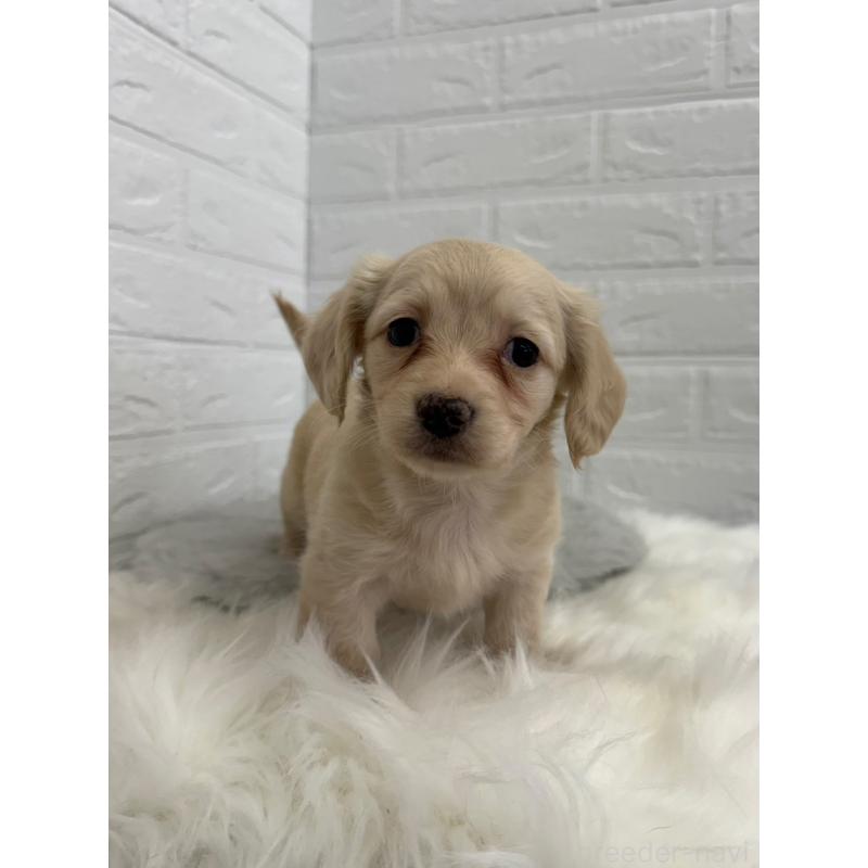 販売中の東京都のチワックス:チワワ×ミニチュアダックスフンド-454928の4枚目