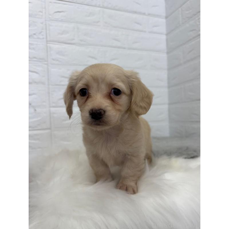 販売中の東京都のチワックス:チワワ×ミニチュアダックスフンド-454928の3枚目