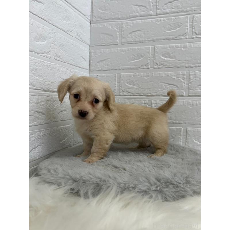 販売中の東京都のチワックス:チワワ×ミニチュアダックスフンド-454928の2枚目