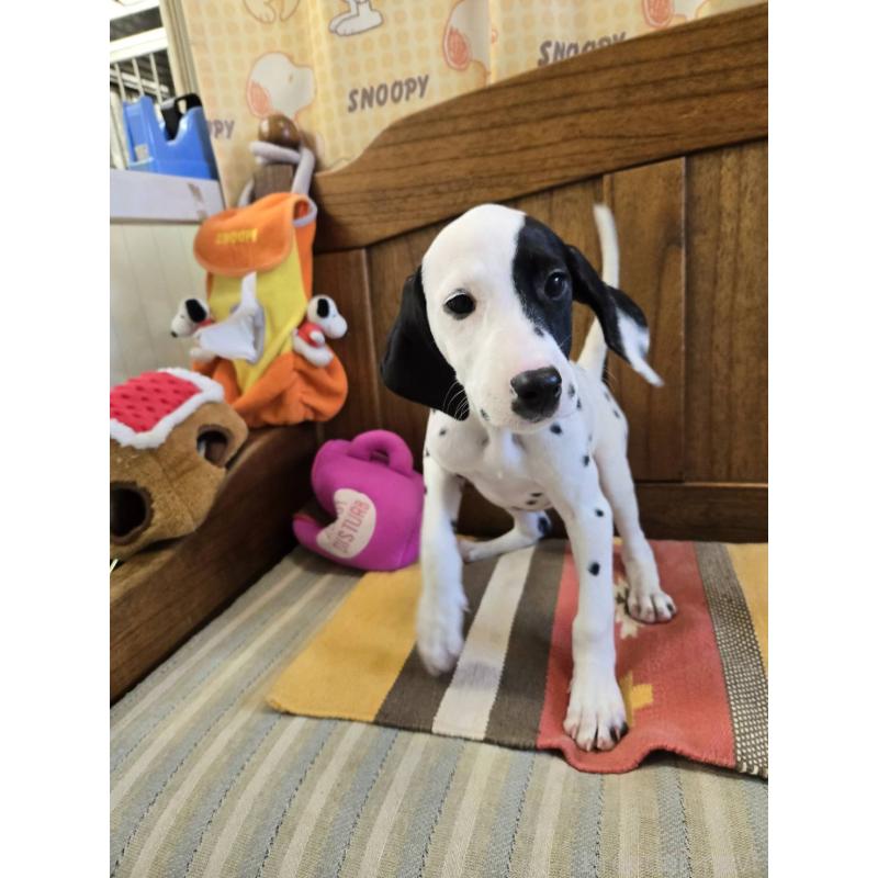 販売中の大阪府のダルメシアン-454929の5枚目