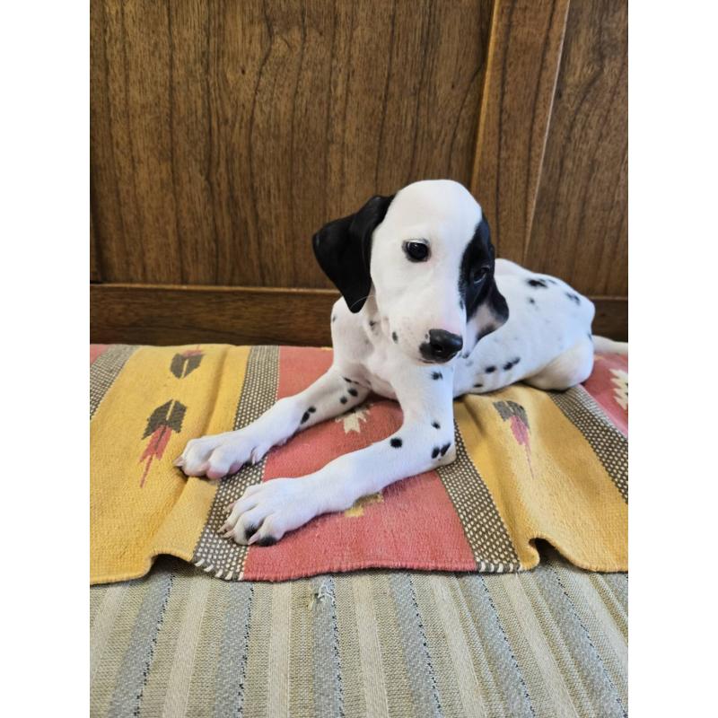 販売中の大阪府のダルメシアン-454929の4枚目