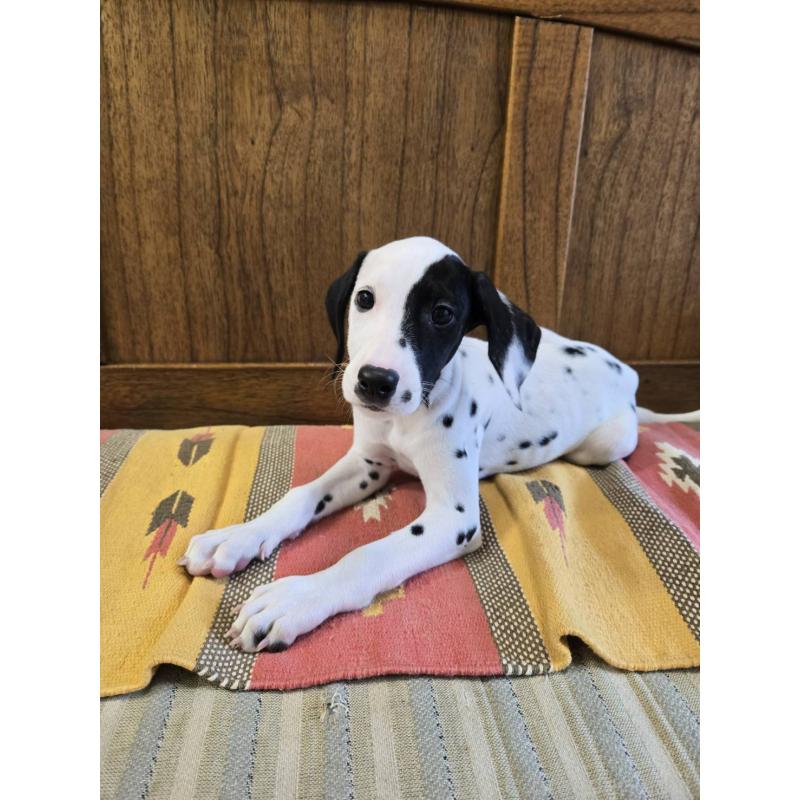 販売中の大阪府のダルメシアン-454929の3枚目