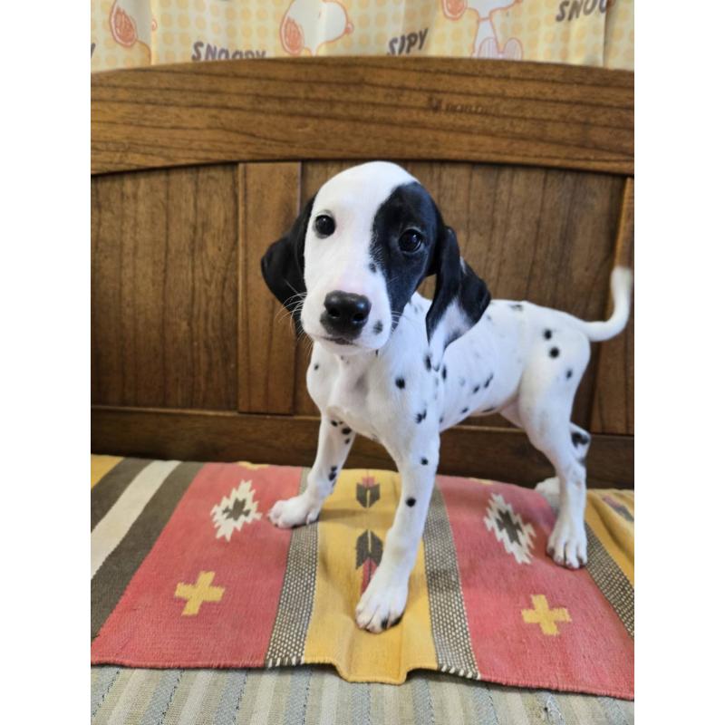 販売中の大阪府のダルメシアン-454929の2枚目