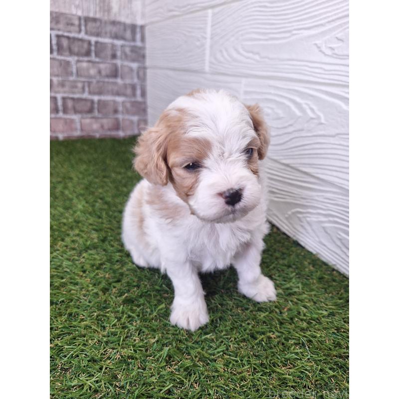 販売中の三重県のミックス犬-454931の6枚目