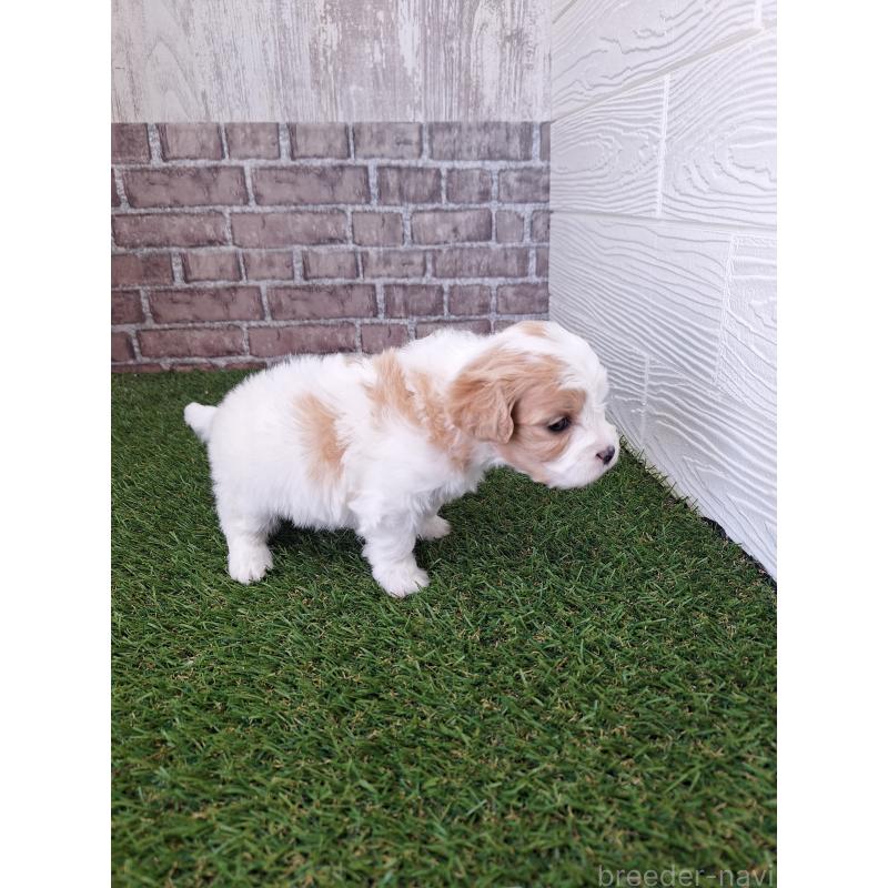 販売中の三重県のミックス犬-454931の4枚目