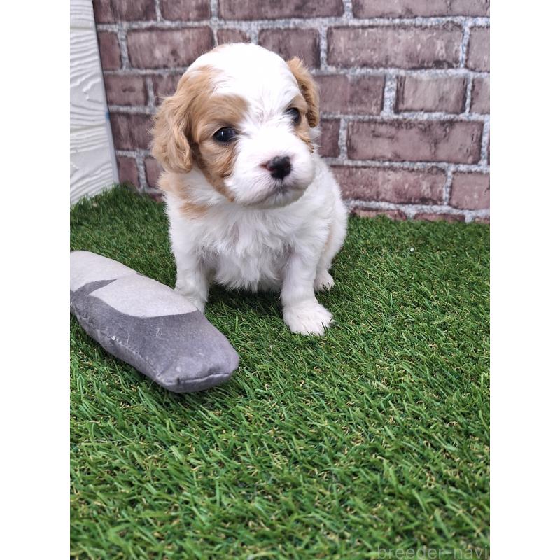 販売中の三重県のミックス犬-454931の3枚目