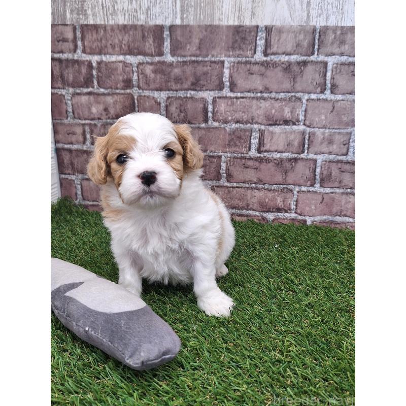 販売中の三重県のミックス犬-454931の2枚目