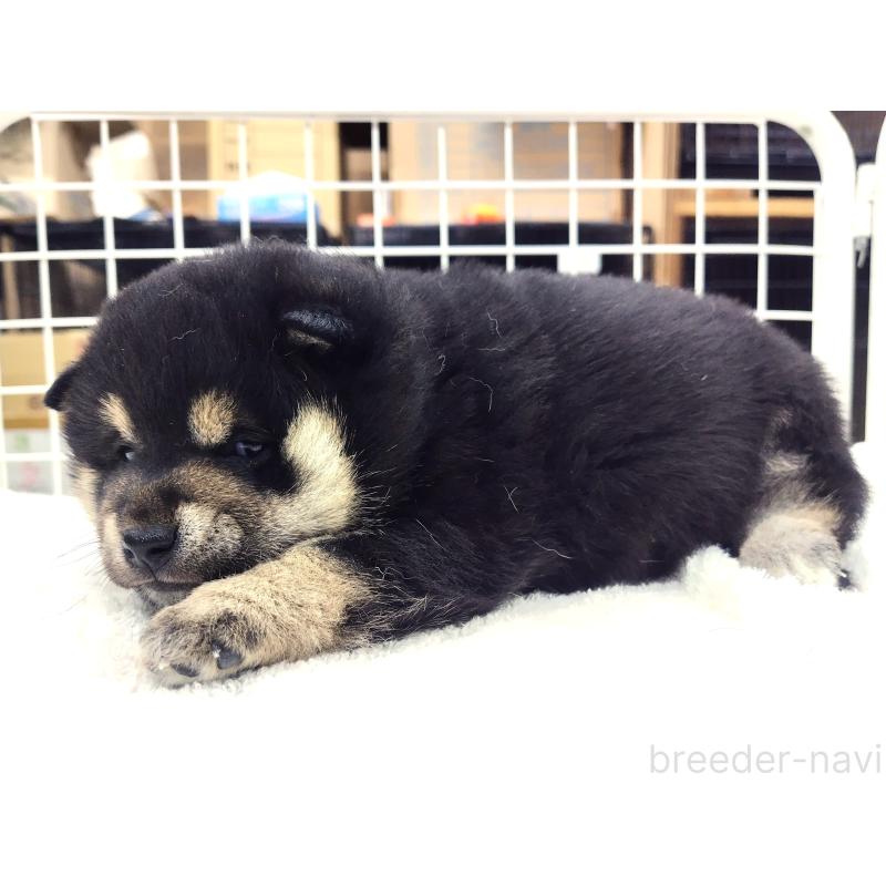 販売中の大阪府の柴犬-454933の3枚目