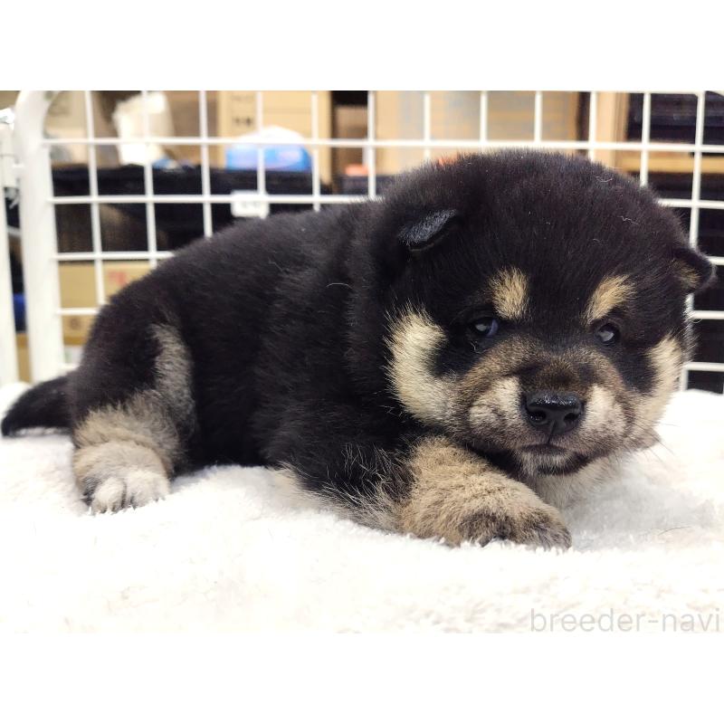 販売中の大阪府の柴犬-454933の2枚目