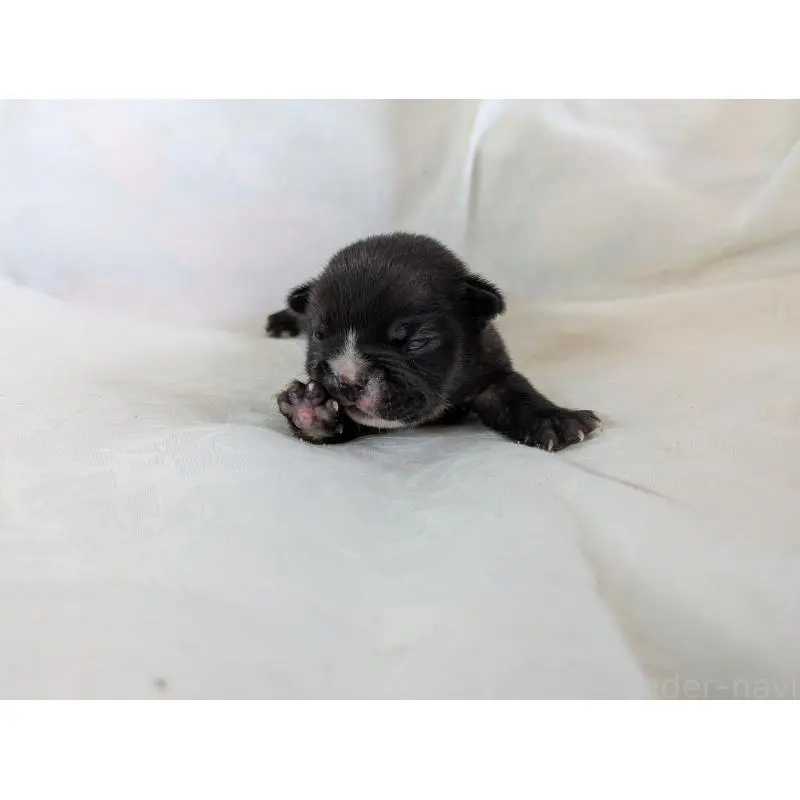 販売中の愛知県のフレンチブルドッグ-454934の7枚目