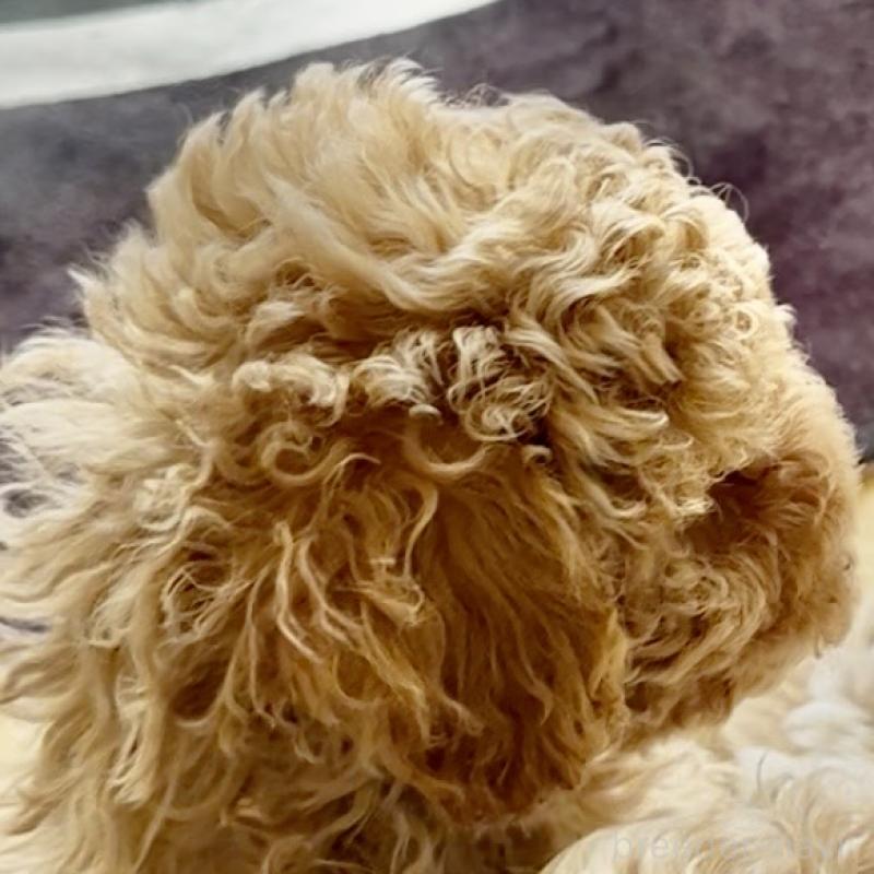 販売中の東京都のビションプー:ビションフリーゼ×トイプードル-454935の2枚目